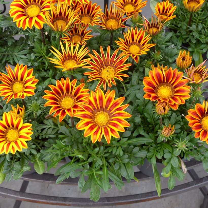 Gazania rigens Zany Orange Flame seeds - Treasure Flower (Flowering)