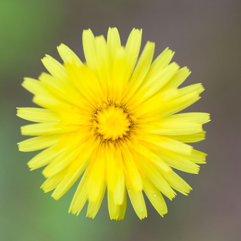 Pilosella officinarum seeds - Mouse-ear Hawkweed (Flowering)