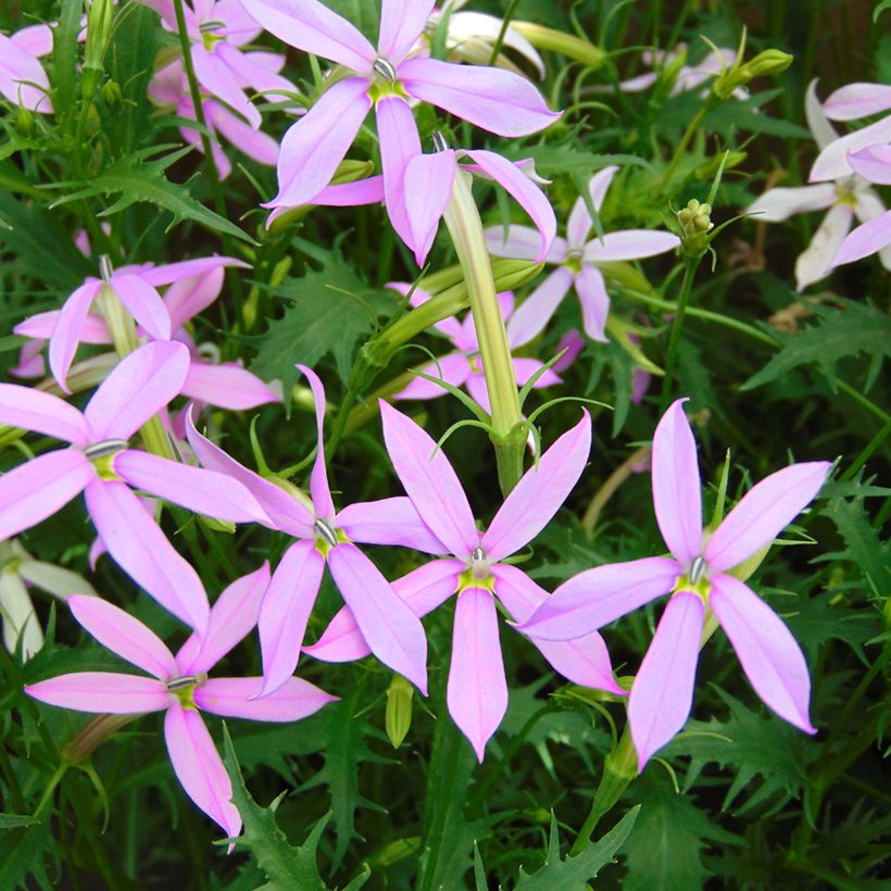 Isotoma axillaris Blue Star seeds - Laurentia, Blue Star Creeper, Rock Isotome (Flowering)