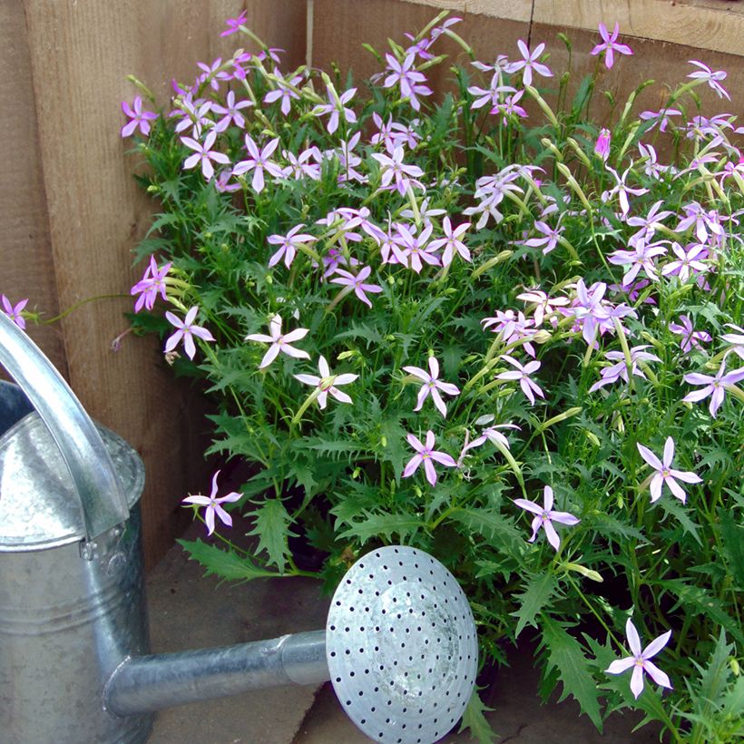 Isotoma axillaris Blue Star seeds - Laurentia, Blue Star Creeper, Rock Isotome (Plant habit)