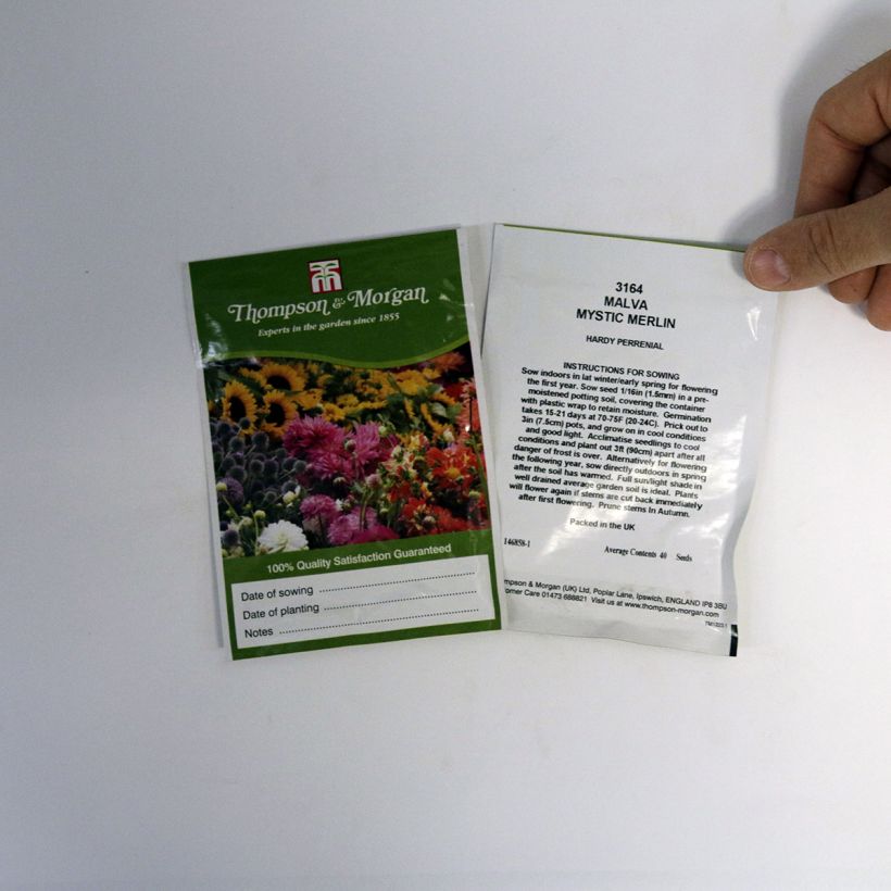 Example of Malva sylvestris Mystic Merlin - seeds specimen as delivered