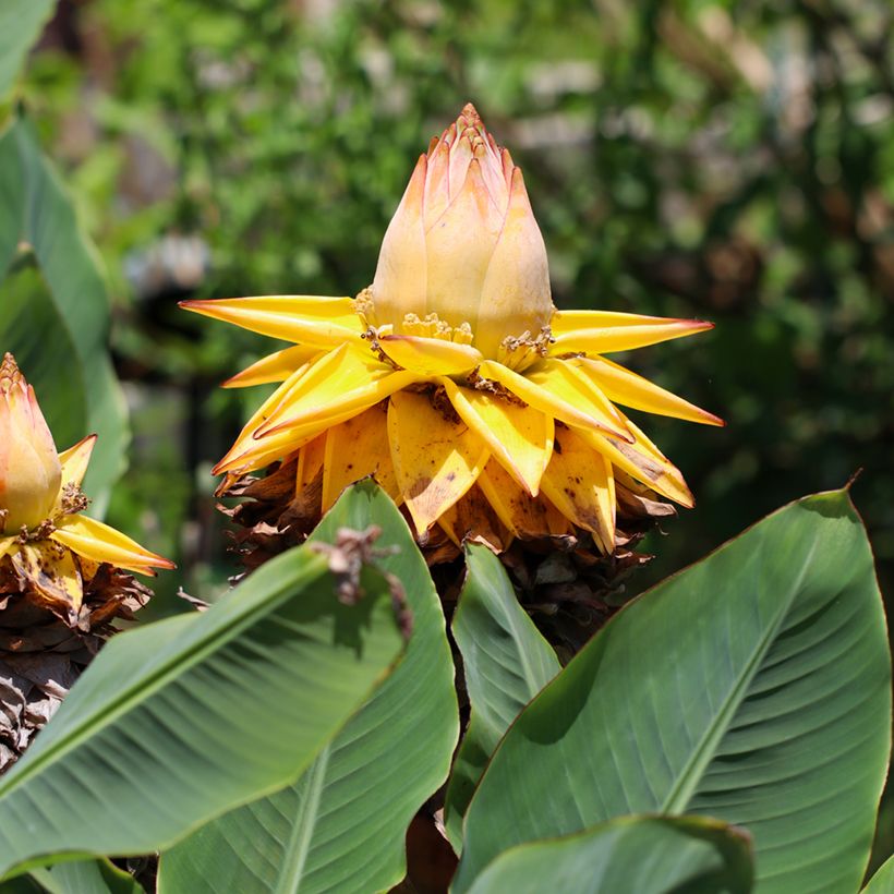 Musella lasiocarpa - Golden Lotus Banana seeds (Flowering)