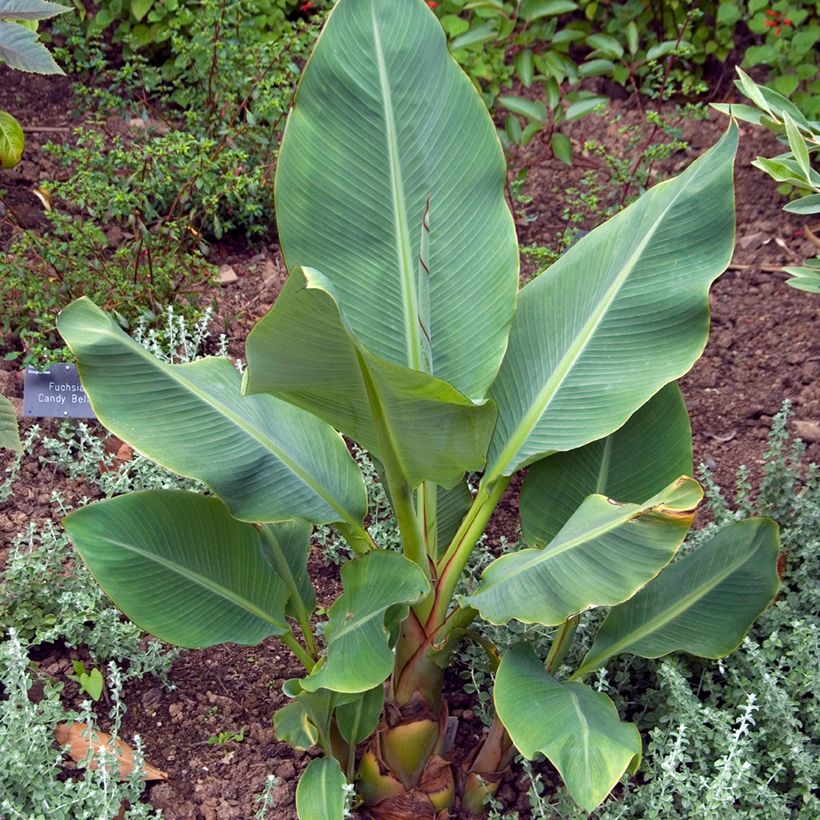 Musella lasiocarpa - Golden Lotus Banana seeds (Plant habit)