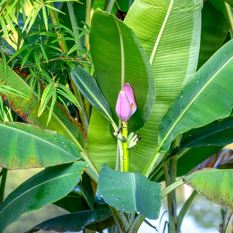 Musa velutina Seeds - Banana (Foliage)