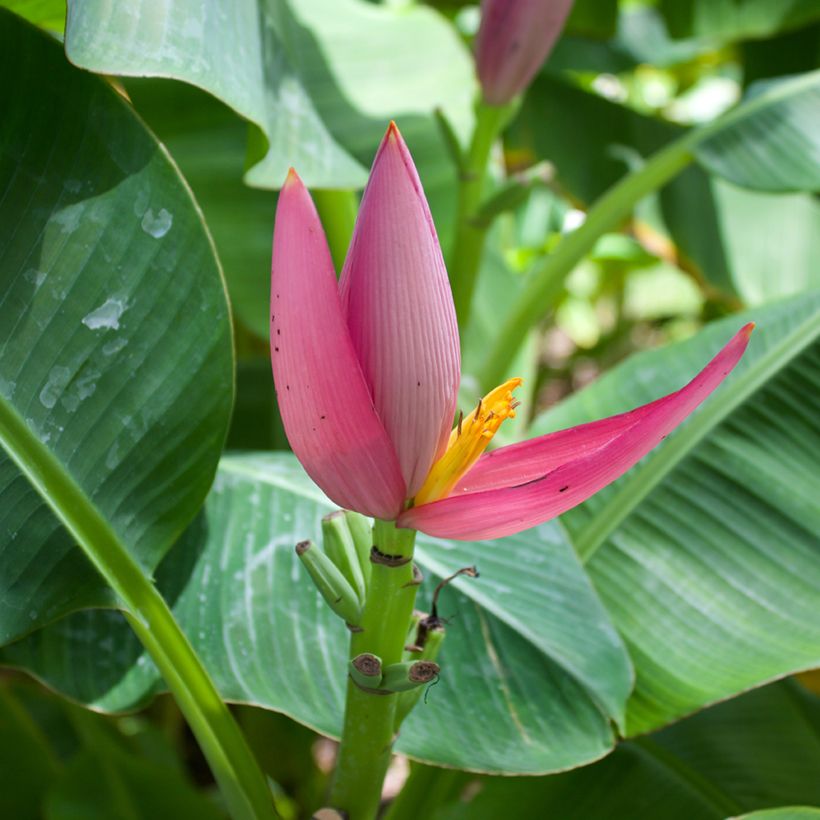 Musa velutina Seeds - Banana (Flowering)