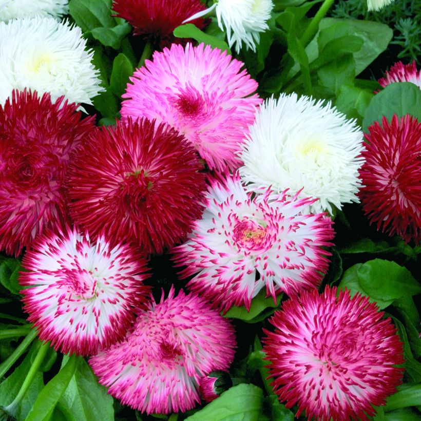 Bellis perennis Habanera Mix seeds - Daisy, Common Daisy, Lawn Daisy (Flowering)