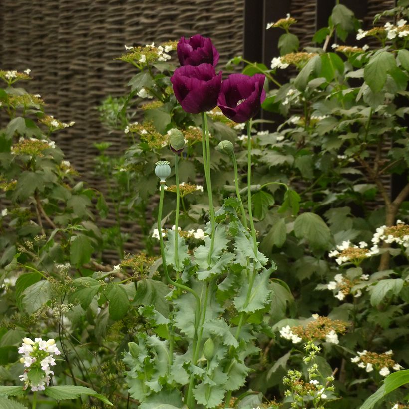 Papaver somniferum Lauren's Grape - Opium Poppy seeds (Plant habit)