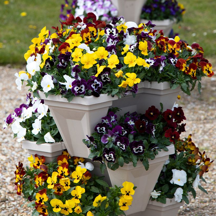 Viola x wittrockiana Freefall XL Mix Seeds - Pansy (Plant habit)