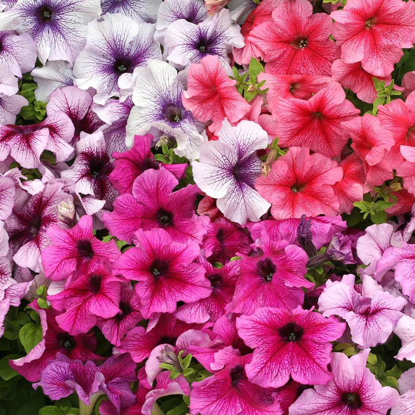 Petunia Prism Sundae Mix - seeds (Flowering)