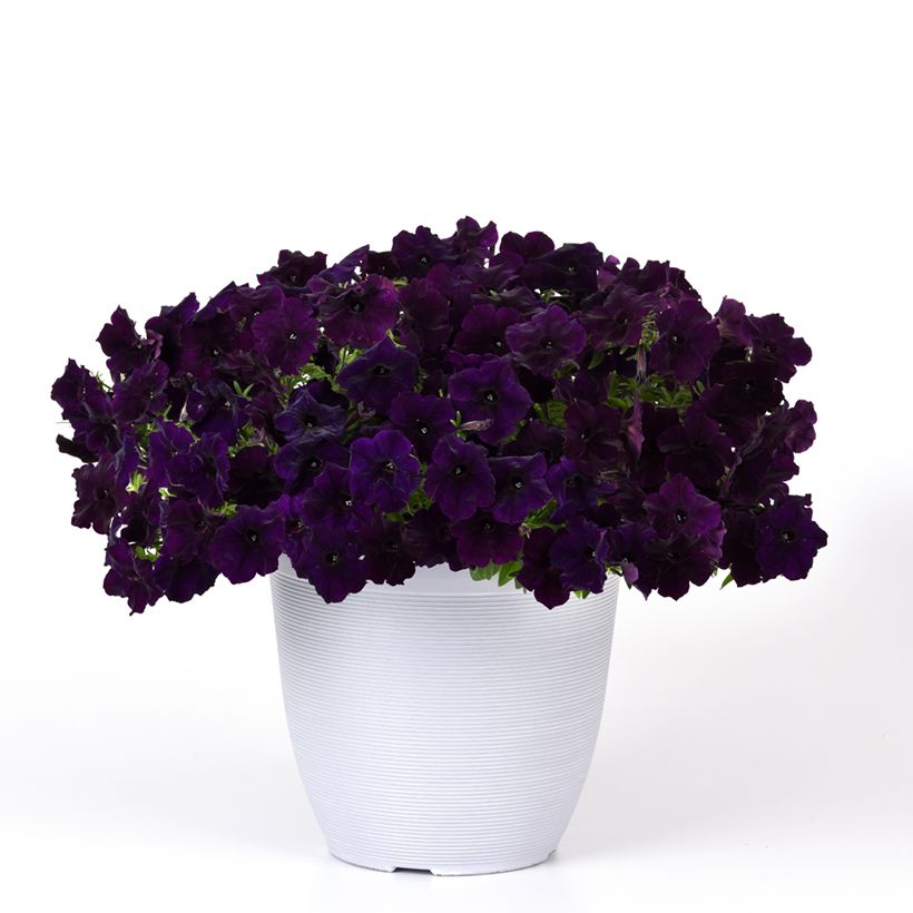 Trailing Petunia Petunia Easy Wave Navy Velour seeds (Plant habit)