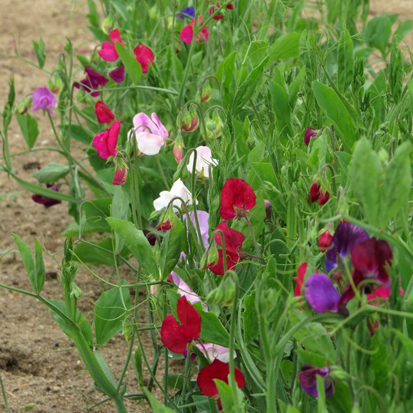 Lathyrus odoratus Bijou Mixed - Dwarf Sweet Pea Seeds (Plant habit)