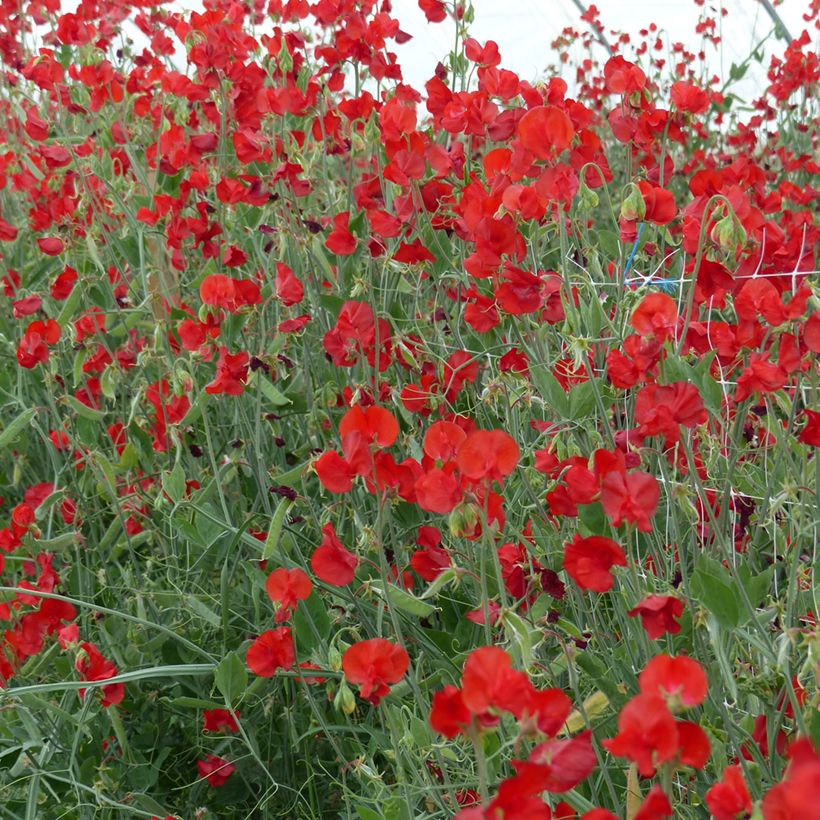 Lathyrus odoratus Spring Sunshine Scarlet  Seeds - Sweet Pea (Plant habit)