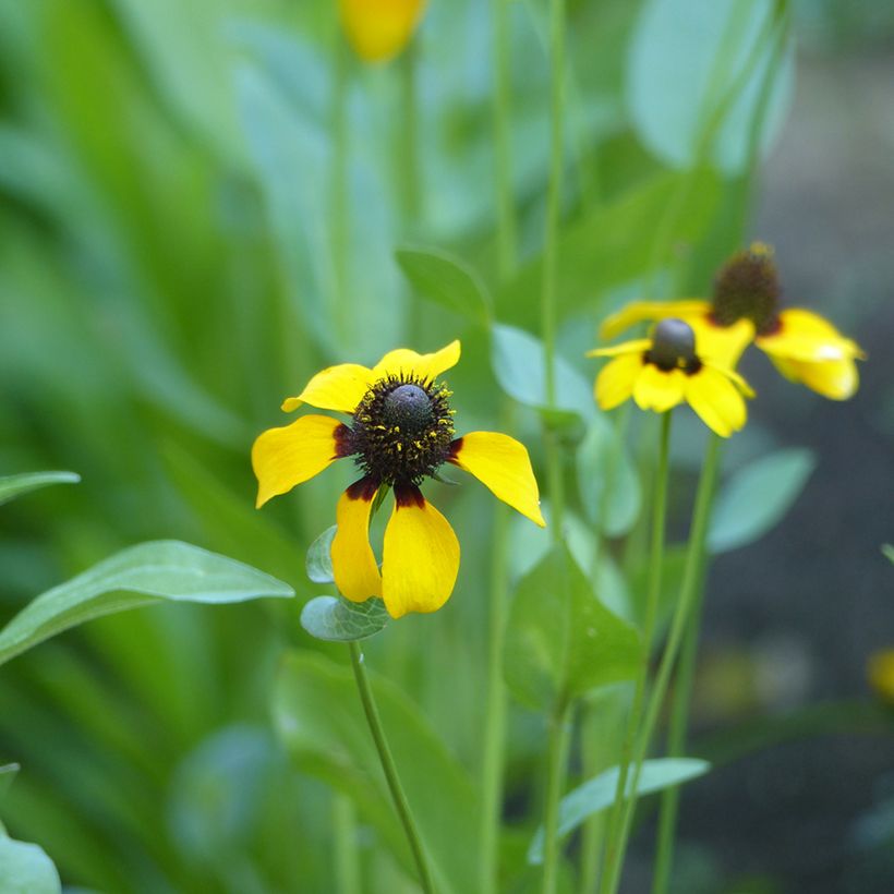 Clasping coneflower Seeds - Rudbeckia amplexicaulis (Flowering)