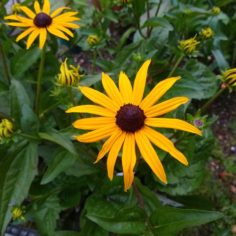 Rudbeckia fulgida var. sullivantii Goldsturm Seeds - Black-eyed Susan (Flowering)