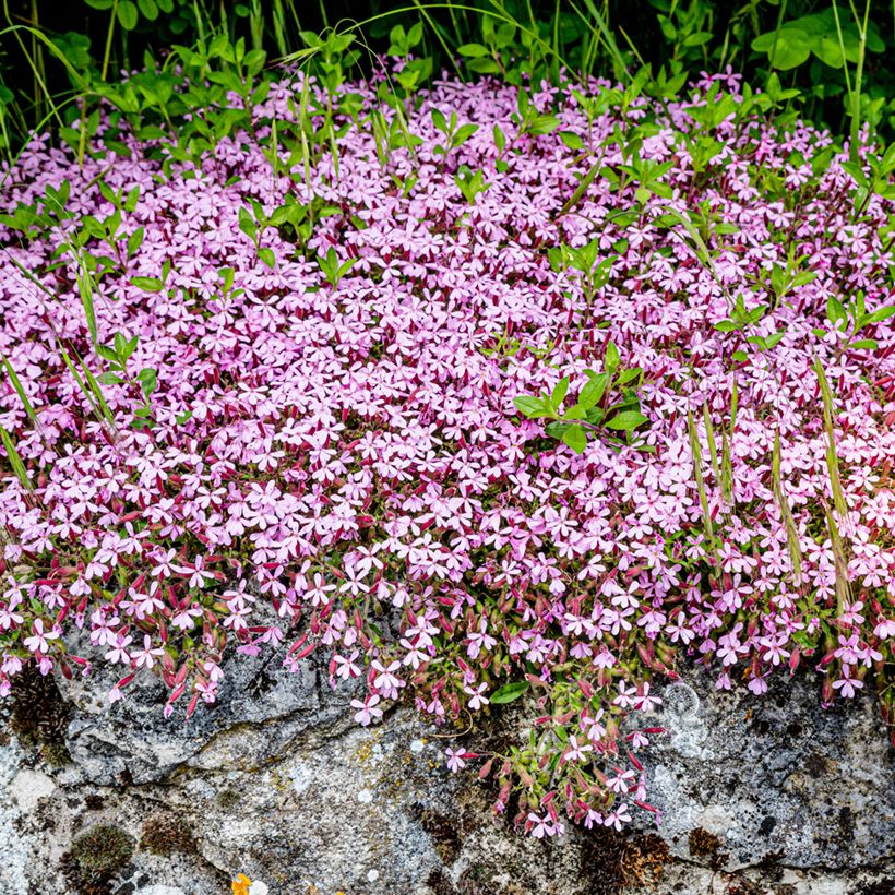 Saponaria ocymoides - Tumbling Ted Seeds (Plant habit)