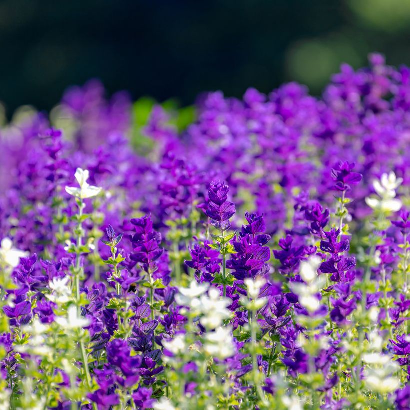 Salvia viridis Blue Monday - seeds (Plant habit)