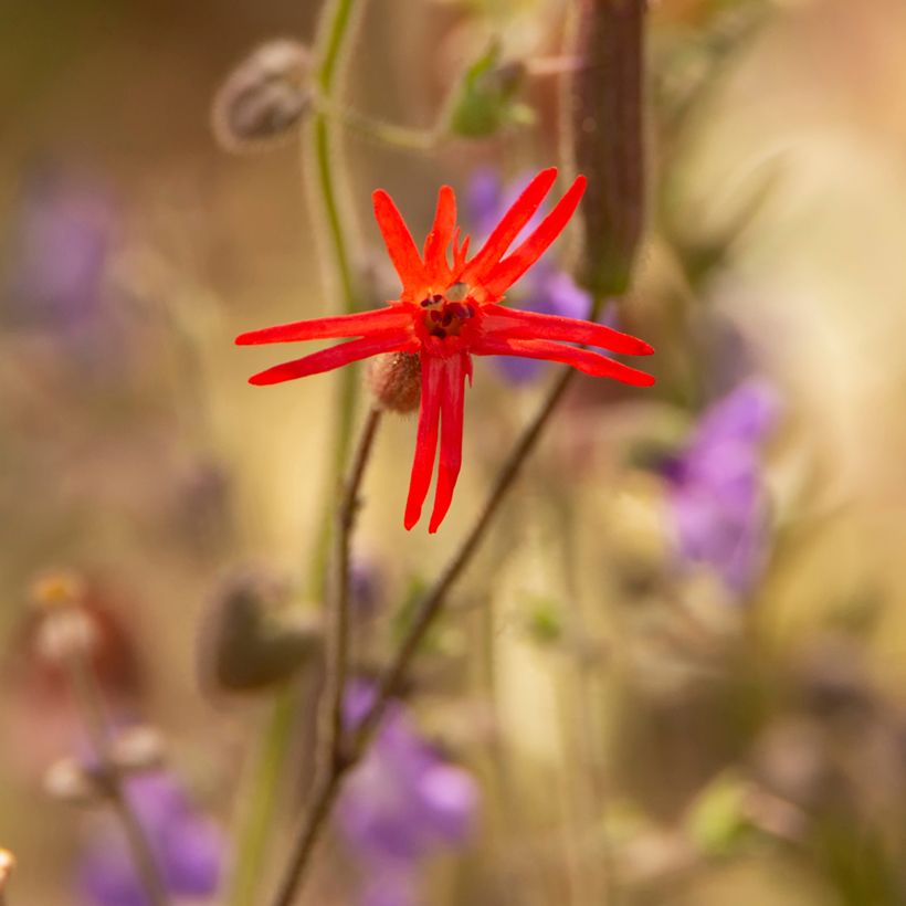 Silene laciniata - Mexican Catchfly Jack Flash Seeds (Flowering)