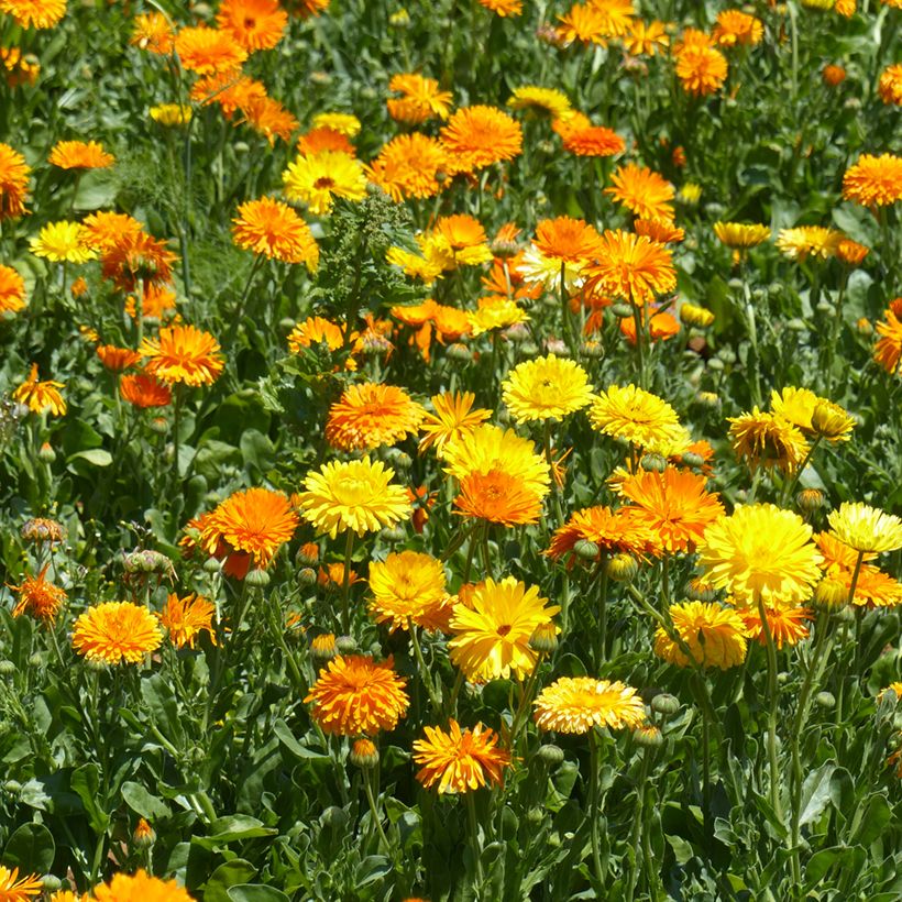 Calendula officinalis Pacific Beauty Mix seeds - Calendula officinalis Pacific Beauty Cream - Marigold (Plant habit)