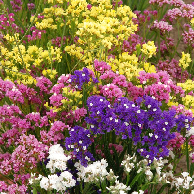 Limonium sinuatum Forever Rose (Plant habit)