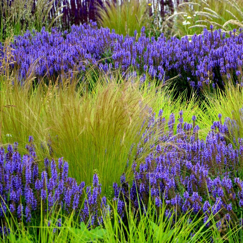 Stipa tenuissima Angel Hair (Plant habit)