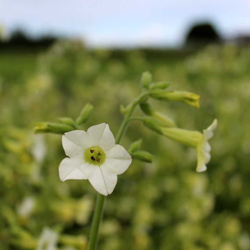 Tobacco plant Starlight Dancer Seeds - Nicotiana alata (Flowering)