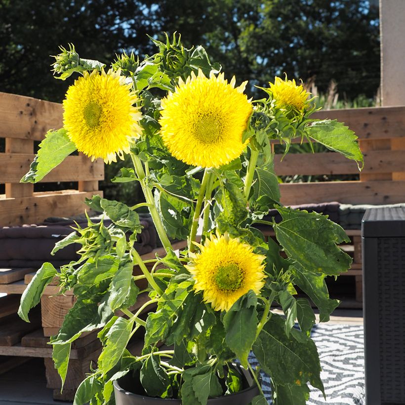 Sunflower Gummy Bear seeds - Helianthus annuus (Plant habit)