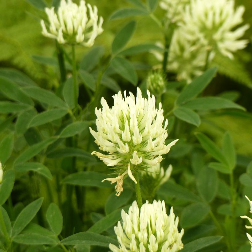 Trifolium ochroleucon seeds - Sulphur Clover (Flowering)