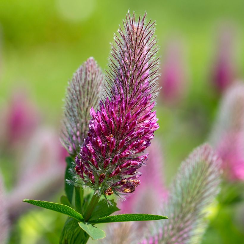 Trifolium rubens Seeds - Ruddy clover (Flowering)