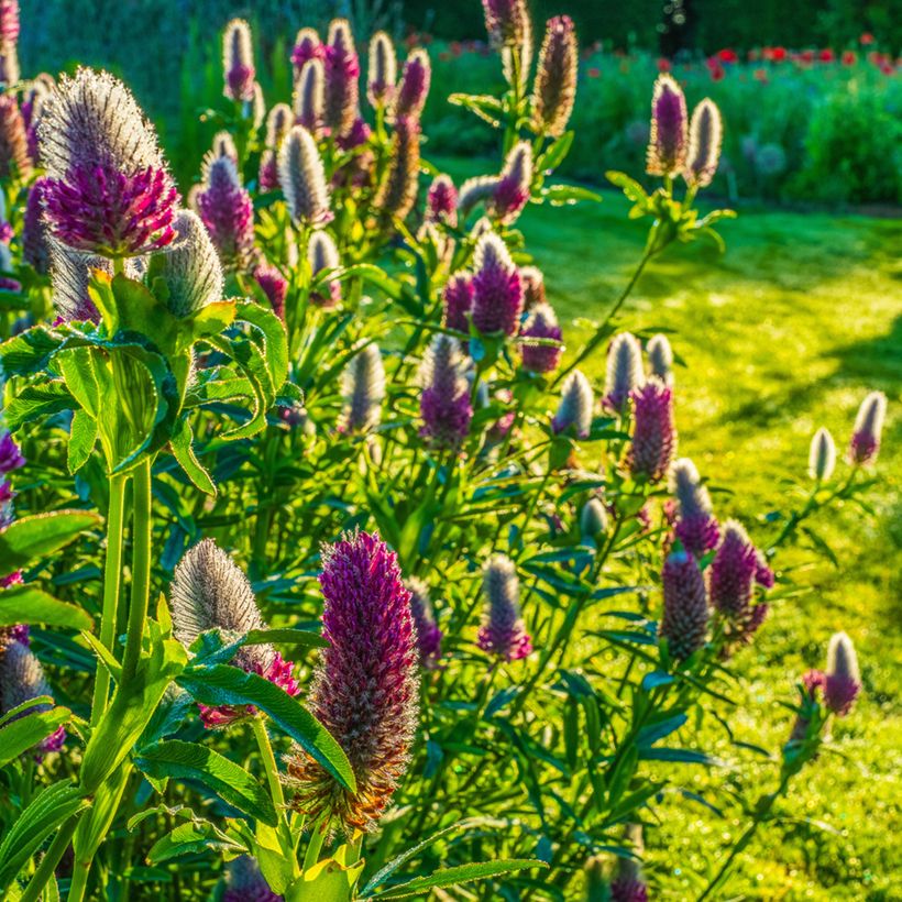 Trifolium rubens Seeds - Ruddy clover (Plant habit)