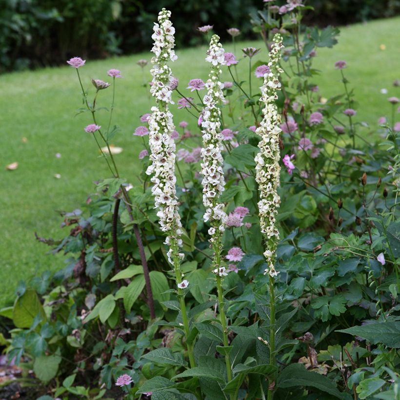 Verbascum chaixii Album Seeds - White nettle-leaved mullein (Plant habit)