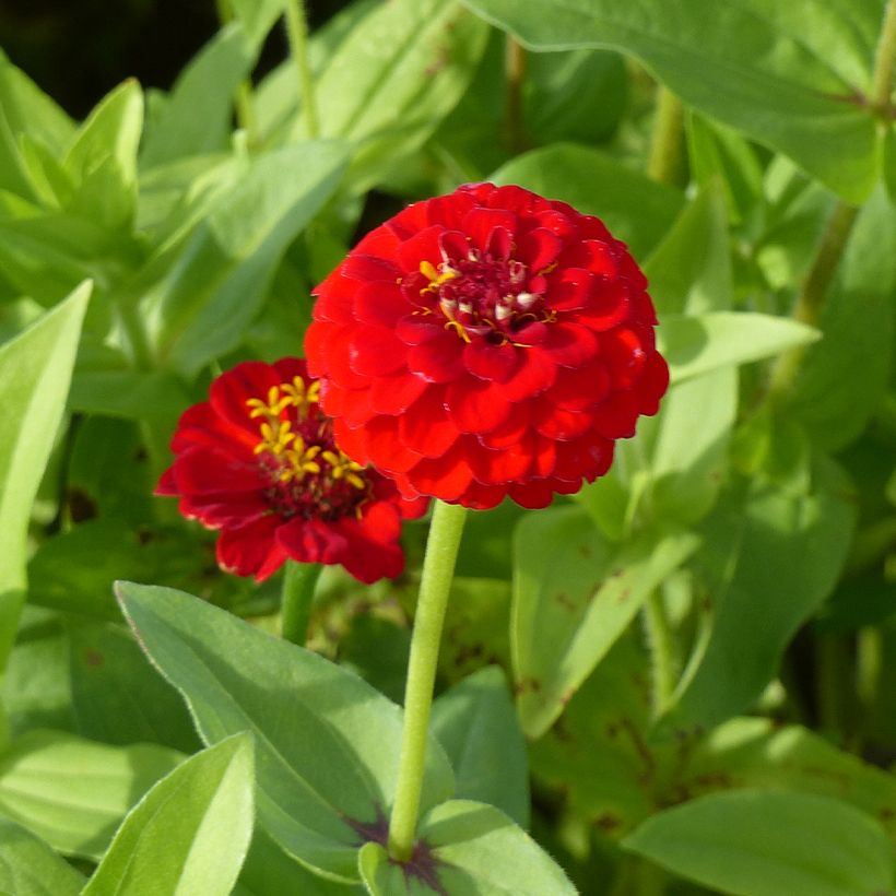 Zinnia elegans Lilliput Scarlet Gem Seeds (Flowering)