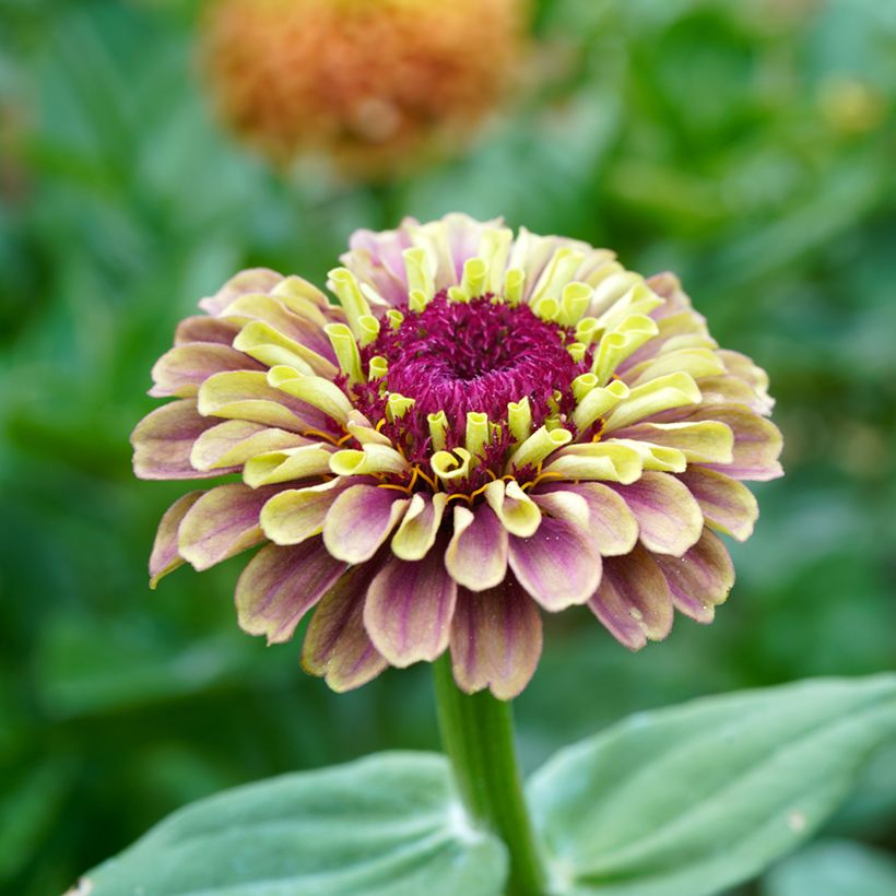 Zinnia elegans Queen Red Lime Seeds (Flowering)