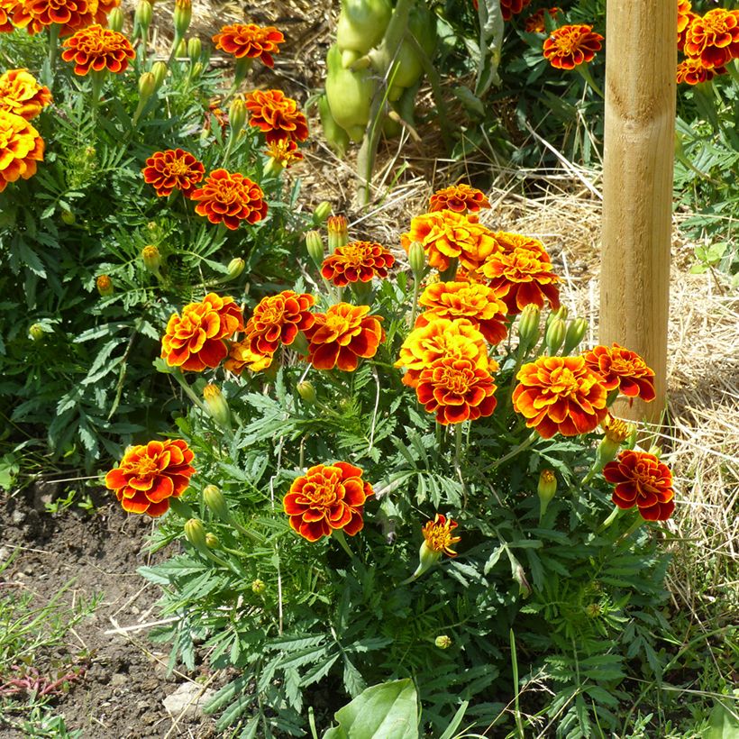 French marigold Queen Sophia - Tagetes patula seeds (Plant habit)