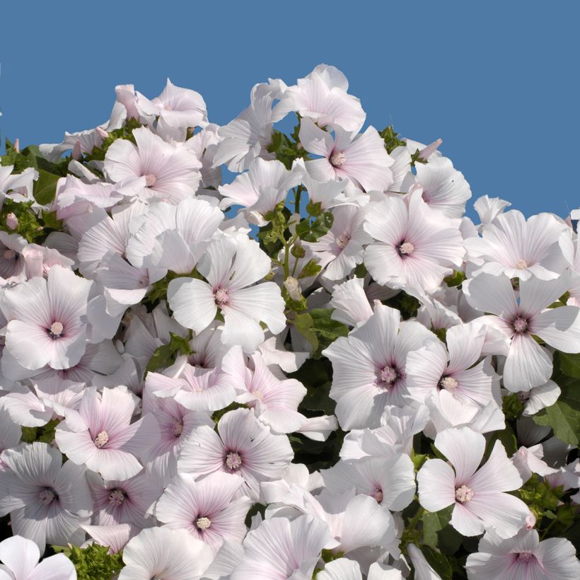 Lavatera trimestris New Dwarf Pink Blush - Rose Mallow (Flowering)