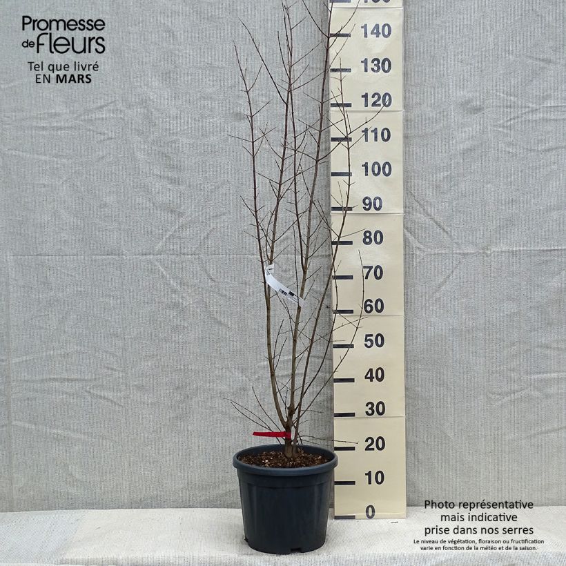 Grenadier à fruits - Punica granatum Pot de 7,5L/10L sample as delivered in winter