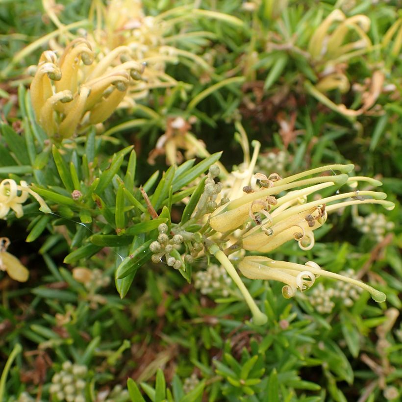 Grevillea prostrata Aurea (Flowering)