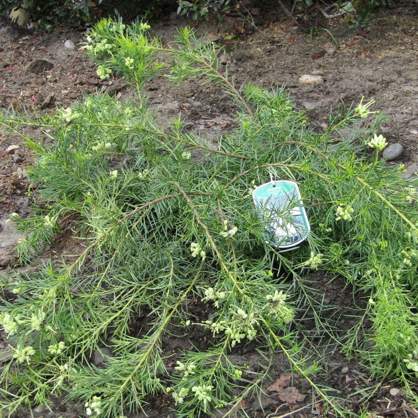 Grevillea gracilis Alba (Plant habit)