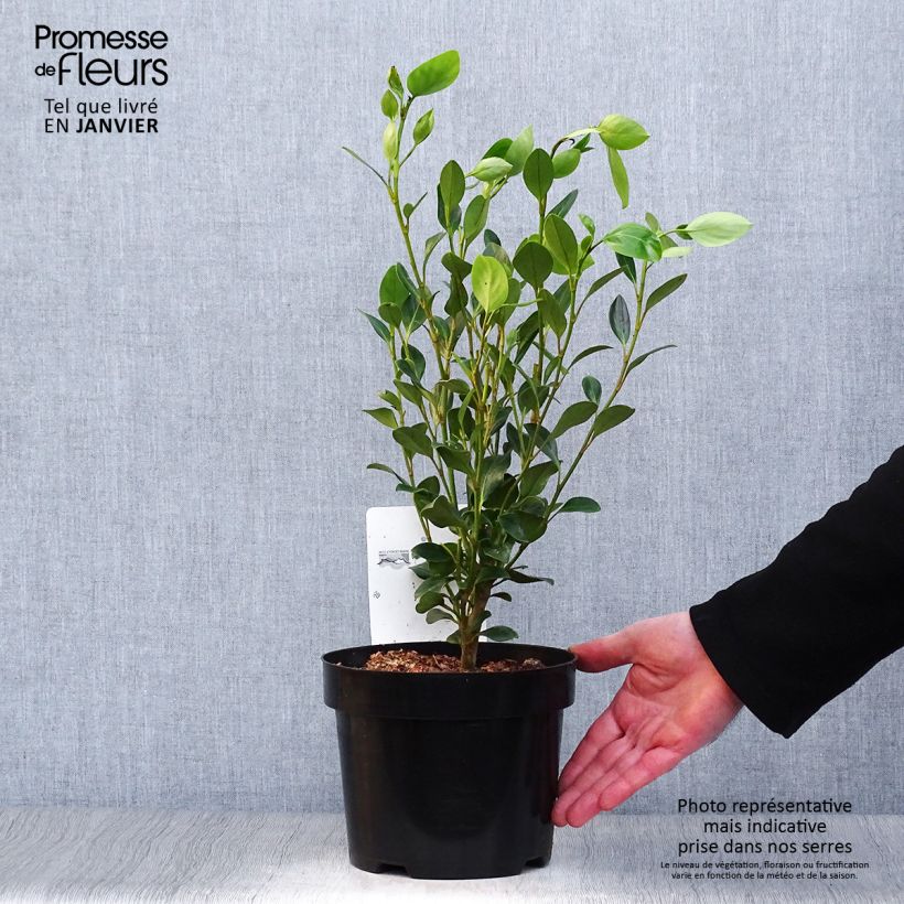 Griselinia littoralis Green Horizon Pot de 3L/4L sample as delivered in winter