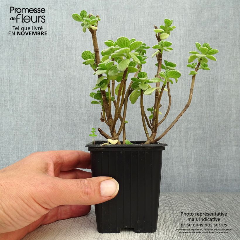 Gros thym antillais - Plectranthus amboinicus  BIO Godet de 8 cm sample as delivered in autumn