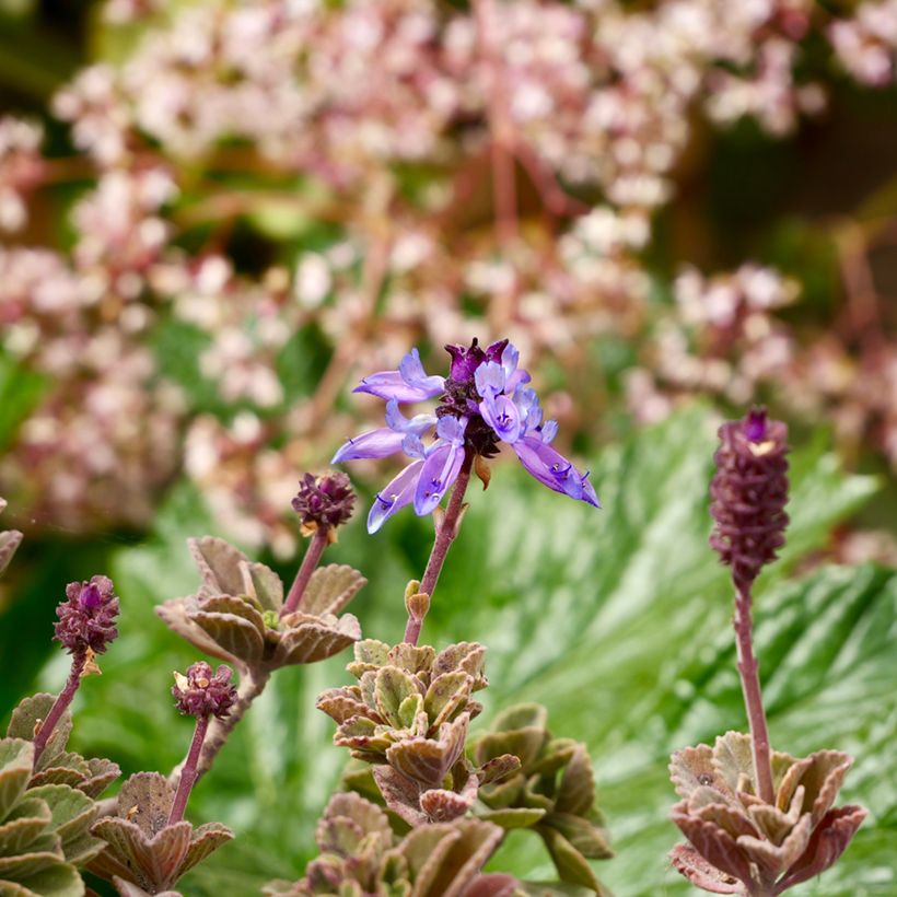 Mexican mint - Plectranthus amboinicus (Flowering)