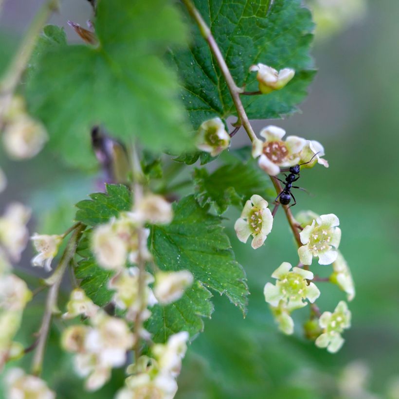 Redcurrant Jonkheer van Tets - Ribes rubrum (Flowering)