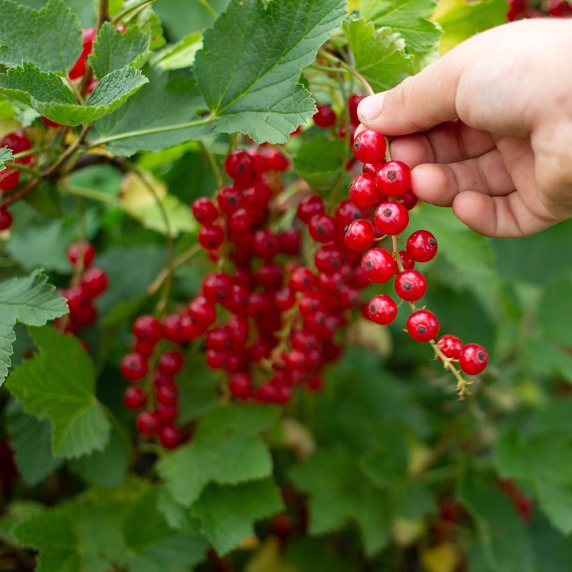 Redcurrant Jonkheer van Tets - Ribes rubrum (Harvest)