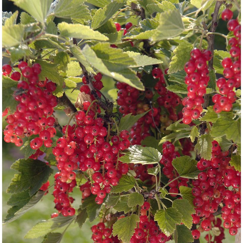 Redcurrant Mactor - Georges Delbard (Harvest)