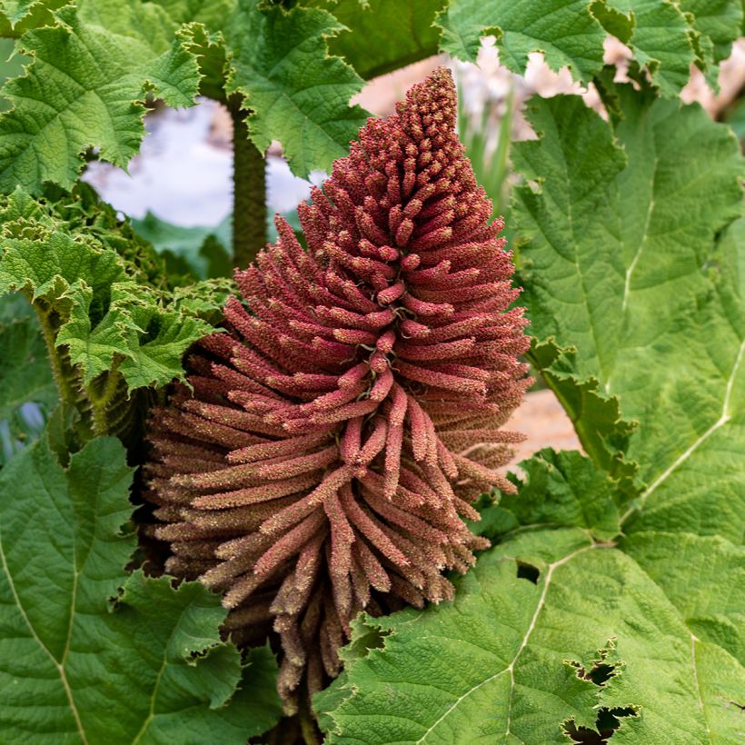 Gunnera tinctoria - Chilean Rhubarb (Flowering)