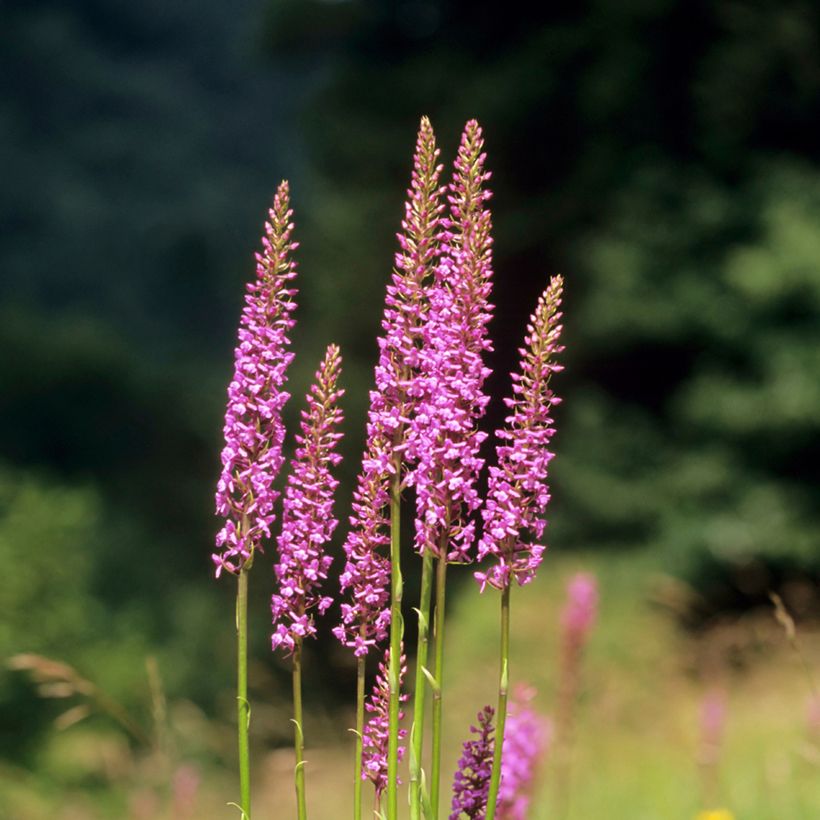 Gymnadenia conopsea  (Plant habit)