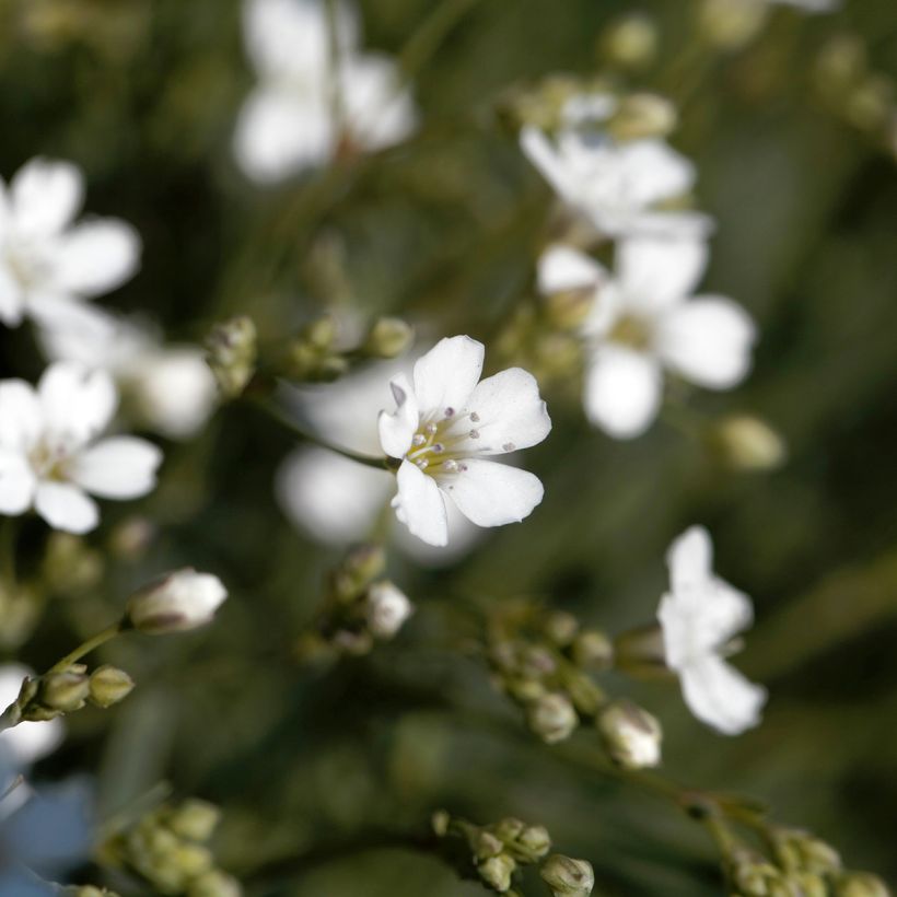 Gypsophila repens Alba (Flowering)