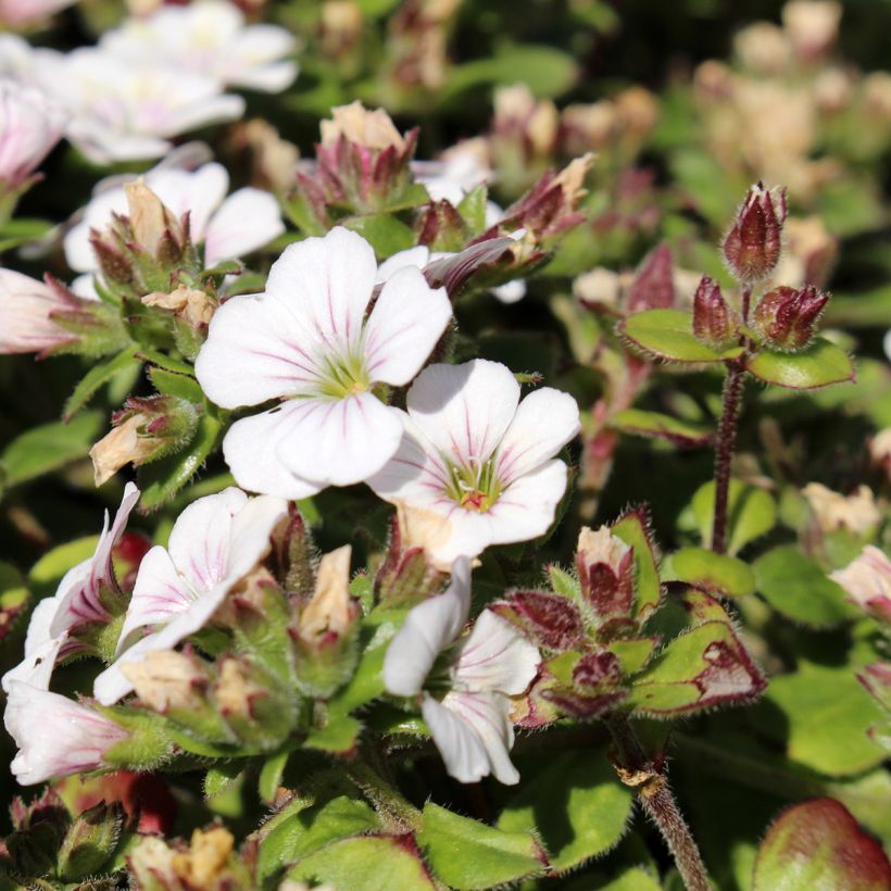 Gypsophila cerastioides (Flowering)