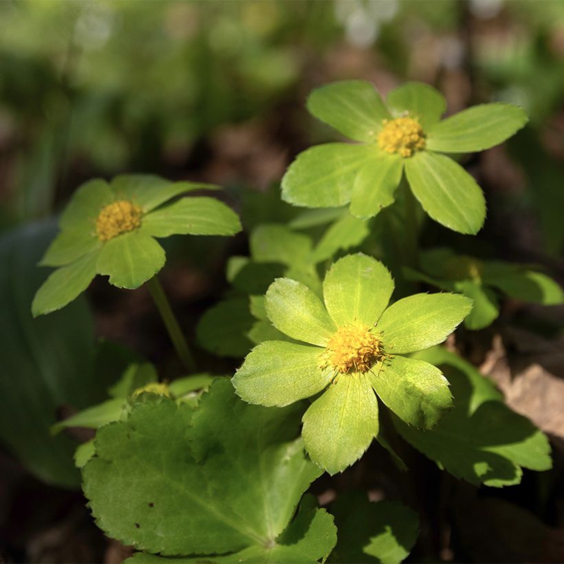 Hacquetia epipactis (Flowering)