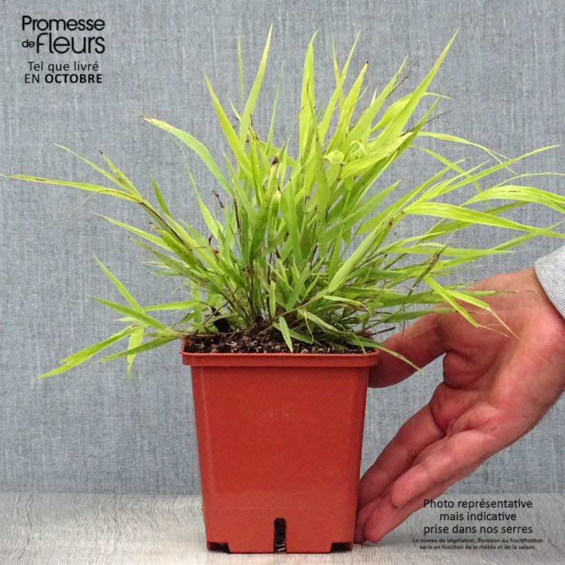 Hakonechloa macra Sunflare - Herbe du Japon en pot de 1.5/2 litres sample as delivered in autumn