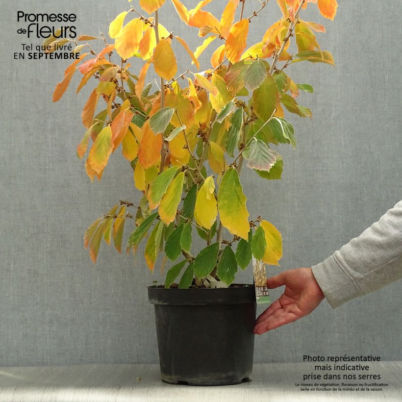 Hamamelis intermedia Arnold Promise - Noisetier de Sorcière pot de 7.5/10L sample as delivered in autumn